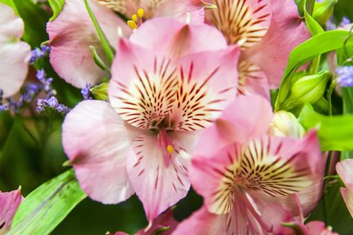 アルストロメリア4（田原市） アルストロメリア,田原市,愛知県の写真素材