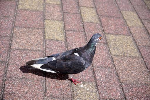 日差しの下で羽を休める鳩の姿 日差しの下で羽を休める鳩の姿の写真