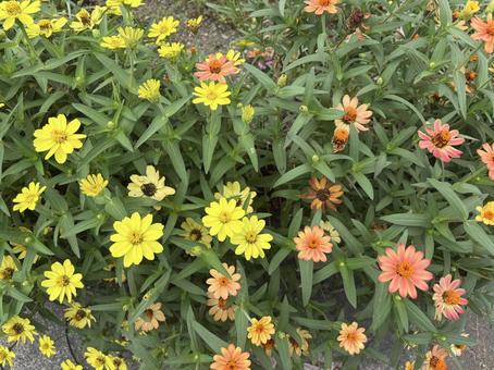 彩り豊かなジニアの花 彩り豊かなジニアの花の写真