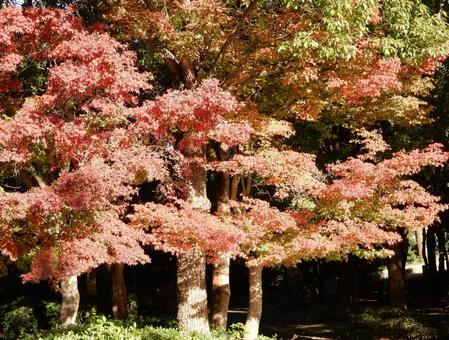 【紅葉写真】美しい紅葉 紅葉,自然,風景の写真素材