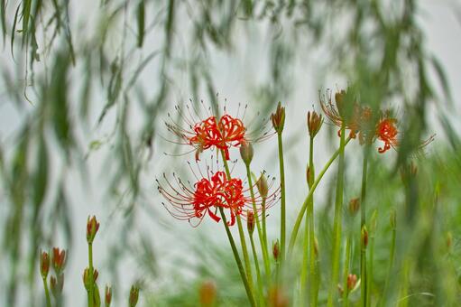 彼岸花の写真