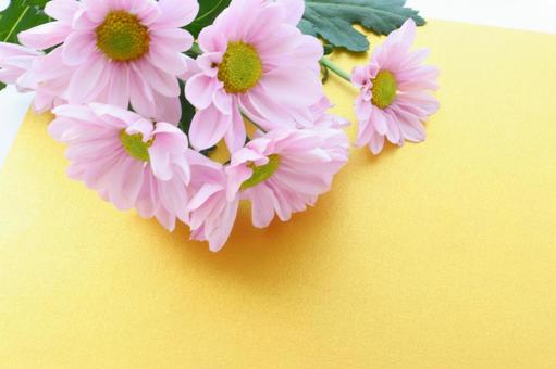 かわいいピンクの小菊　 花,秋,菊の写真素材