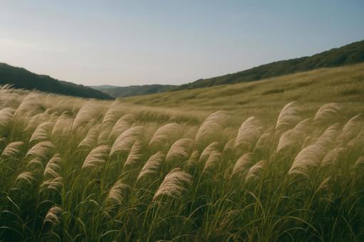緩やかに風が吹くススキの草原 緩やかに風が吹くススキの草原の写真