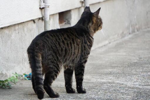街中で見かけた野良ねこ20　猫素材　背景 ネコ,野良猫,可愛いの写真素材