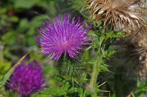 アメリカオニアザミ アメリカオニアザミ,亜米利加鬼薊,cirsiumの写真素材