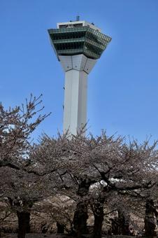 五稜郭タワー 函館,函館五稜郭タワー,桜の写真素材