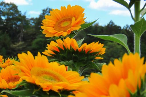夏イメージひまわりの花 夏イメージひまわりの花の写真