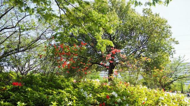 Nagisa Park in Spring: Azaleas and Fresh Greenery (Edogawa Ward), JPG