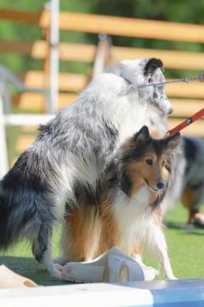 Sheltie, JPG
