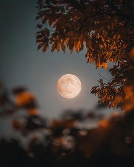 紅葉が満月を縁取る夜景 紅葉が満月を縁取る夜景の写真