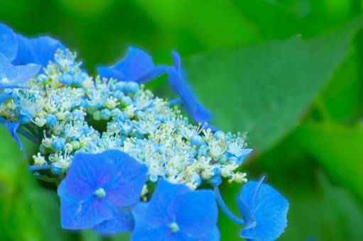 花模様₋アジサイ‐ガクアジサイ 花模様₋アジサイ‐ガクアジサイの写真