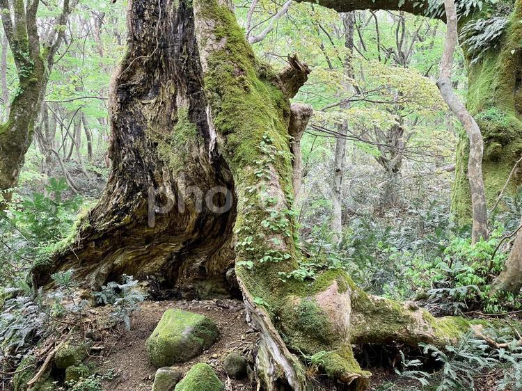 苔むした木々 木,大木,苔の写真素材