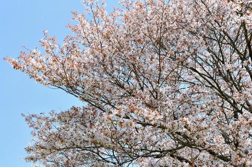 狩宿の下馬桜 狩宿の下馬桜 狩宿の下馬桜,アカメシロバヤマザクラ,桜の写真素材