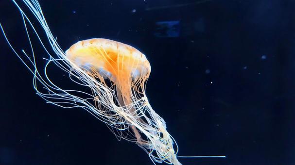 アカクラゲ アカクラゲ アカクラゲ,クラゲ,水中の写真素材