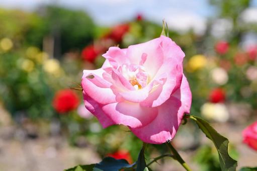 薔薇　凛 薔薇,凛,ピンクの写真素材