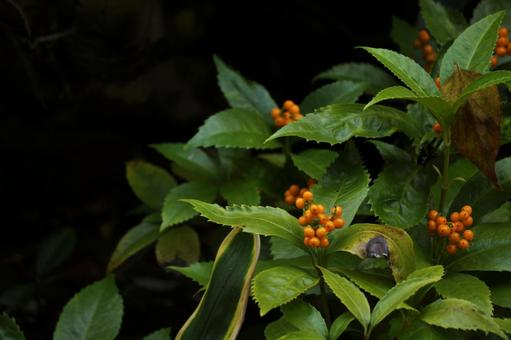 キミノ センリョウ 黄実千両,キミノセンリョウ,千両の写真素材