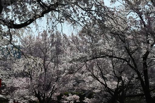 大草城址公園　桜の写真