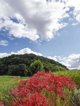 天香久山を望む秋彼岸花の彩り 天香久山を望む秋彼岸花の彩り 彼岸花,曼珠沙華,赤い花の写真素材