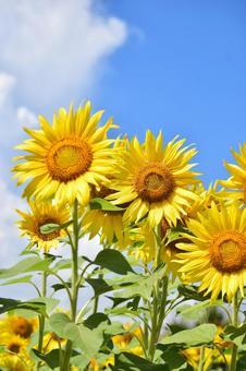 夏の花 向日葵-2 夏の花 向日葵-2 向日葵,ひまわり,向日葵畑の写真素材