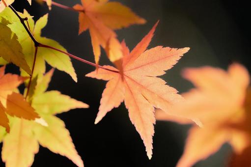 赤オレンジ色に色づくモミジの葉暗い背景 赤オレンジ色に色づくモミジの葉暗い背景 もみじ,紅葉,カエデの写真素材