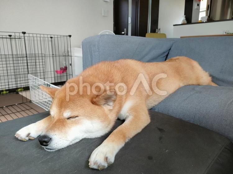 ソファで伸びながら眠る柴犬くるみです！ 犬,柴犬,シバの写真素材