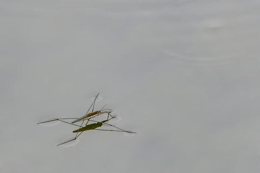 アメンボ⑽の写真