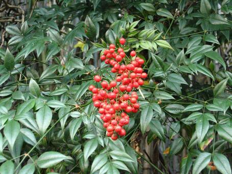 南天 南天,ナンテン,実の写真素材