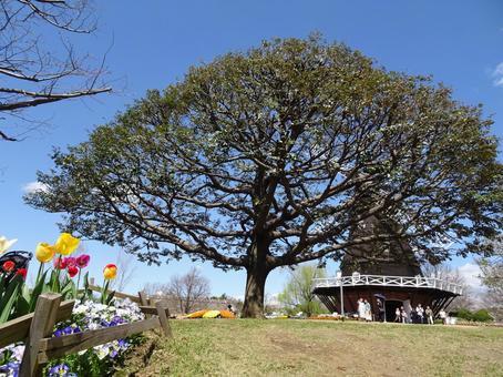 四月のアンデルセン公園-75 四月のアンデルセン公園-75 四月,ふなばしアンデルセン公園,千葉県船橋市の写真素材