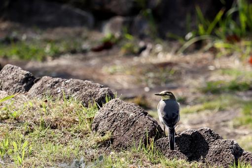 周りの様子を伺っているハクセキレイ 小鳥,ハクセキレイ,自然の写真素材