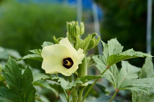 家庭菜園のオクラ 家庭菜園のオクラ オクラ,植物,野菜の写真素材