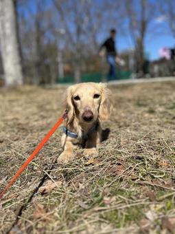 ミニチュアダックスフント ミニチュアダックスフント 犬,ダックスフント,ペットの写真素材