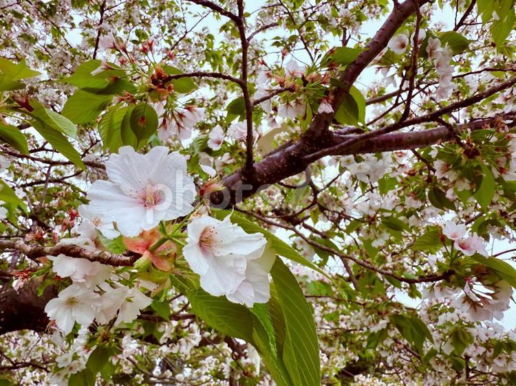桜の枝と花々 春,桜,背景の写真素材