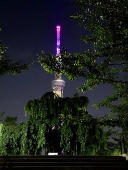 Summer sky and the Skytree shining in violet, leaves cherry tree, sky, sky tree, JPG