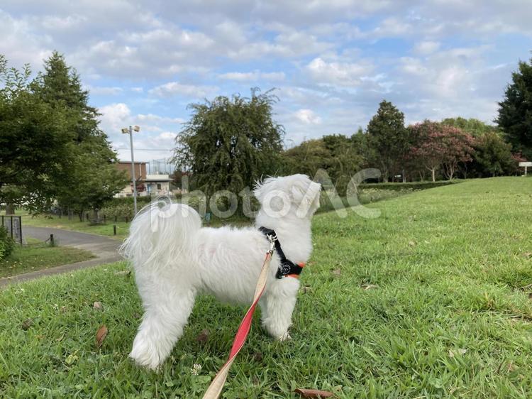 犬の散歩 犬,かわいい犬,マルチーズの写真素材