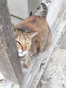 猫のすりすり 2 猫のすりすり 2の写真