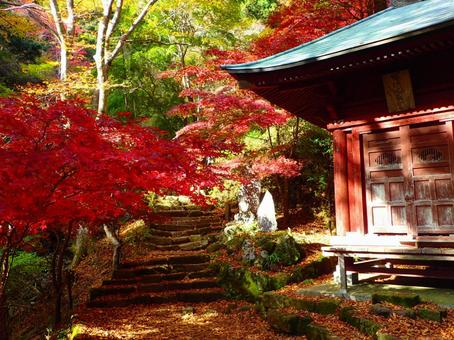 紅葉 紅葉の写真