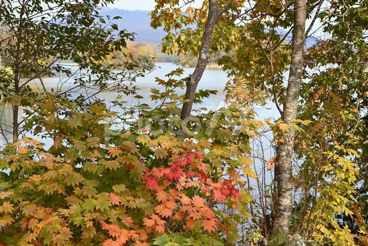 大沼国定公園 大沼国定公園,紅葉,屋外の写真素材