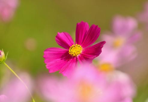 コスモス コスモス,秋イメージ,花の写真素材