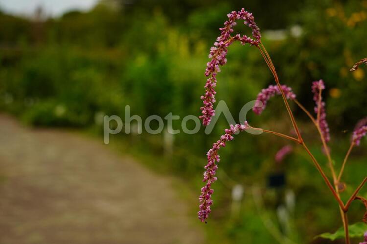 路に首を垂れる ピンク,路,道の写真素材