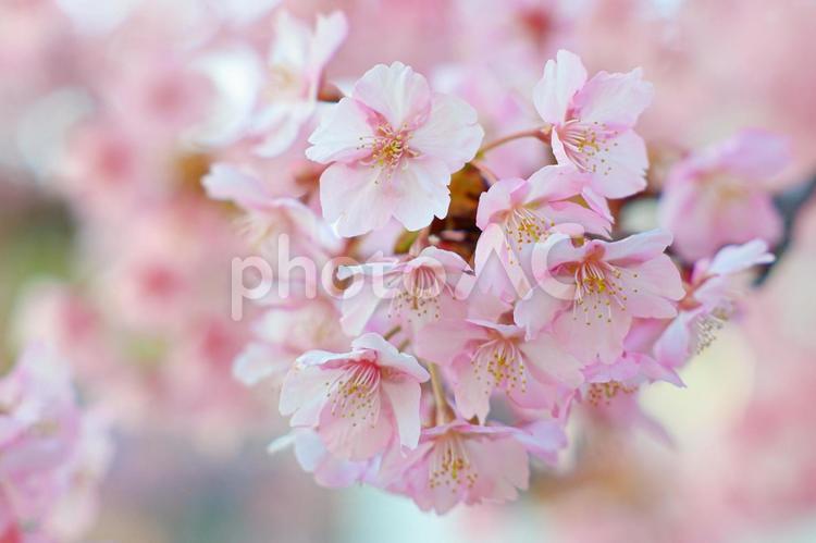 満開の河津桜　春の訪れ 春,桜,河津桜の写真素材
