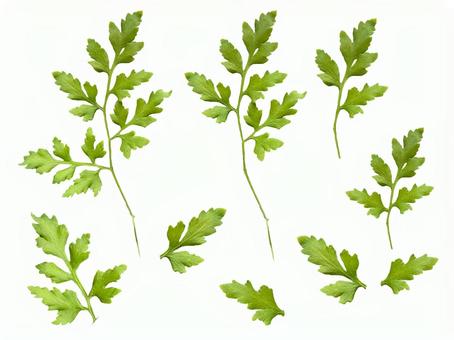 葉っぱ 切り抜き 葉っぱ 切り抜きの写真