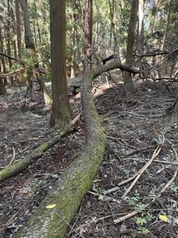 倒木 倒木,秋,茶色の写真素材