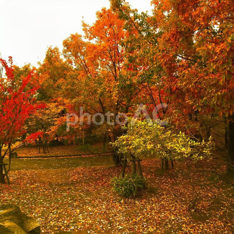 秋の風景 秋,紅葉,もみじの写真素材