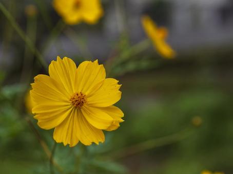 ひっそり咲いてる黄花コスモス ひっそり咲いてる黄花コスモスの写真