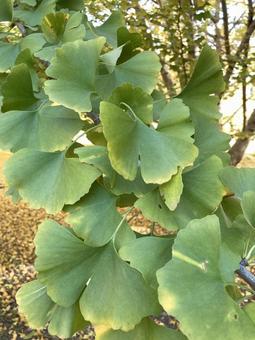 色付きはじめたイチョウ イチョウ,青空,緑の写真素材