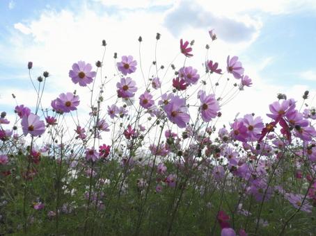 コスモス畑 コスモス畑,秋桜,コスモスの写真素材