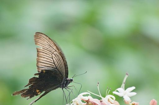 Black Swallowtail, JPG Black Swallowtail, JPG