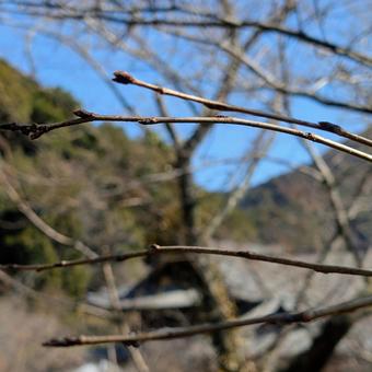 Beautiful blue sky and tree branches, JPG