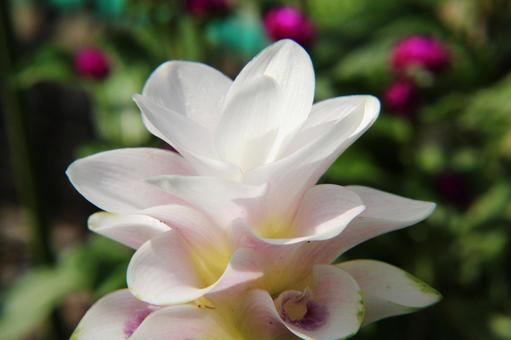 クルクマ クルクマの写真