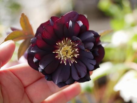 クリスマスローズ クリスマスローズ,花,はなの写真素材